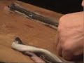 Live Kill Sushi at Tsukiji Fish Market