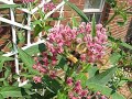 Hummingbird Clearwing Moth