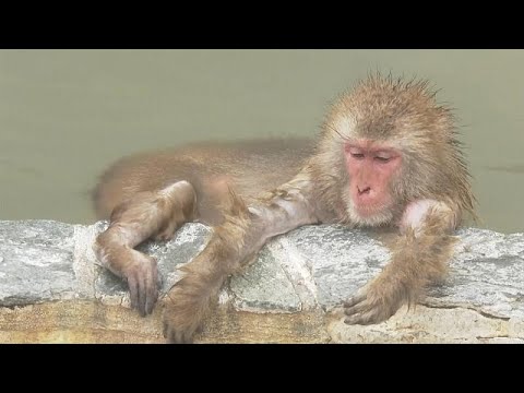 Japan: Affen baden auf Hokkaido in heißen Quellen