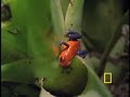 Strawberry Poison Dart Frog