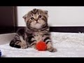 How to be a good girlfriend - 12 tips from  kitten Rosy
