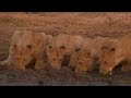 Lions thrist quencher Lions thrist quencher
