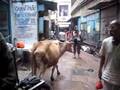 Varanassi Cow Counting