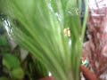 Molly giving birth 2