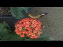 Cethosia 3