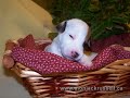 puppy Jack russell