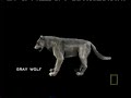 Dire Wolf and Gray Wolf Physiology