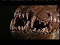 Dire Wolf and Gray Wolf Physiology Dire Wolf and Gray Wolf Physiology