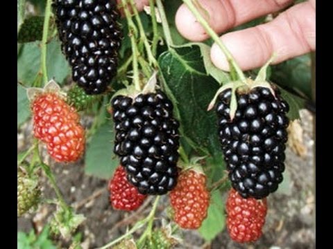 how to grow plants in pots