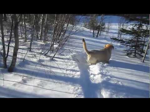 Keith Our Yellow Lab Dog Enjoying The Fresh 2013 Blizzard Snow in Central Maine