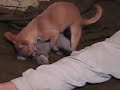 ass biting chihuahua face f*cks elephant