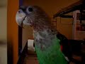 Bad Bird Bad Bird