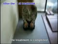 Outcomes of treatment for Coxarthrosis - Example 1  Osteoarthritis Chiropractic