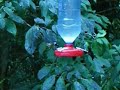 Hummingbirds in Monteverde, Costa Rica I