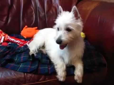Dundees beautiful Pink Dots Girl aka Twinkle Toes is a ready to go!