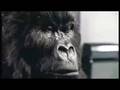 Cadbury Gorilla (Phil Collins - In the Air Tonight)