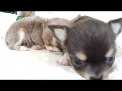 YouTube Preview Image