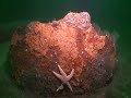 Chester Poling wreck dive