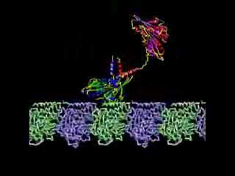 Kinesin Transport Protein