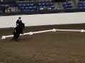KFPS Friesian Stallion Teade 392 Dressage 2004