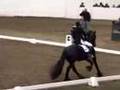 KFPS Friesian Stallion Teade 392 Dressage 2004
