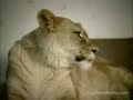 Lion Real Life - Tripoli Funniest Video's