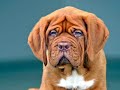 Dogue de Bordeaux Puppies