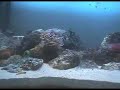 Charca intermareal cantabrica. Panoramica de mi acuario