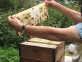 Beekeeping With The Wilsons Beekeeping With The Wilsons