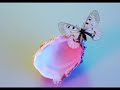 Borboletas - Luciana Mello