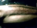 Pilipino reviving tradional tattoo