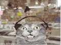 loco in the catbaysa!