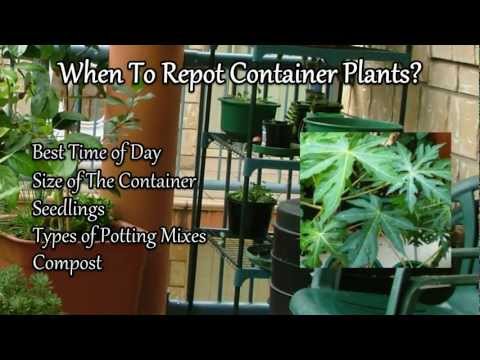 how to replant potted plants
