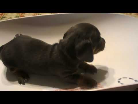 Billy Blue at 3 weeks