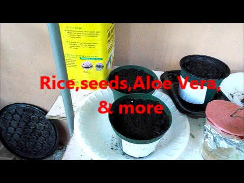 how to harvest aloe vera seeds