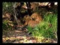 Leopards Mating