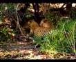 Leopards Mating