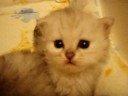 Aaralyn Burmillas Lotus Kittens Sept 2008 - week 3 Kitten3