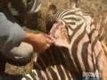 Man Vs Wild