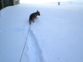 Koch in snow1