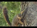 Dueling Animals