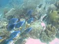 Blue Surgeon Fish Swim