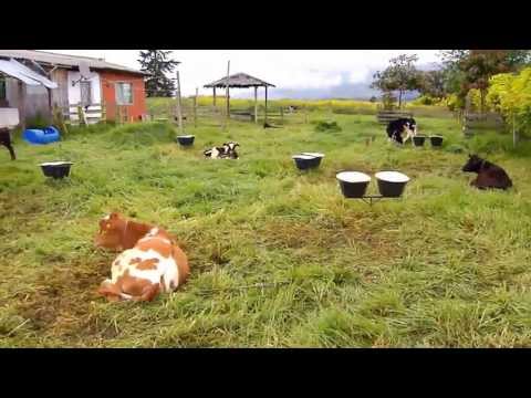 ganado leche - La buena alimentación de las vacas lecheras es una condición para que a la mesa de los antioqueños llegue una mejor leche. Desde el municipio de San Pedro de...
