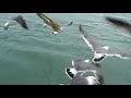 Seagulls at Matsushima