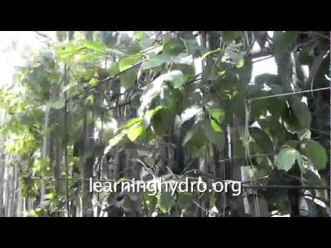 how to transplant apricot tree