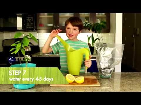 how to grow an lemon tree