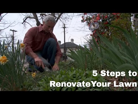 how to fertilize grass and kill weeds