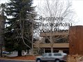 Sycamore.wmv