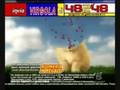 la morte di virgola il gattino... anti virgola 4ever