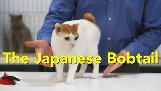 The Japanese Bobtail at a TICA Cat Show